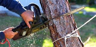 Schertz, TX Tree Services Company