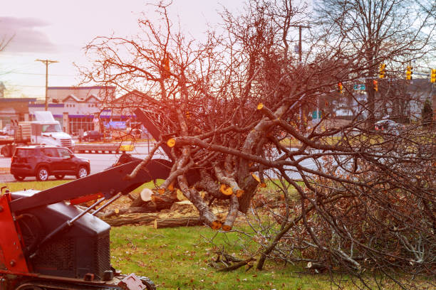 How Our Tree Care Process Works  in  Schertz, TX